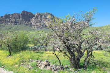 Almond  in flower. North of Gran Canaria. Canary Islands. Spain.