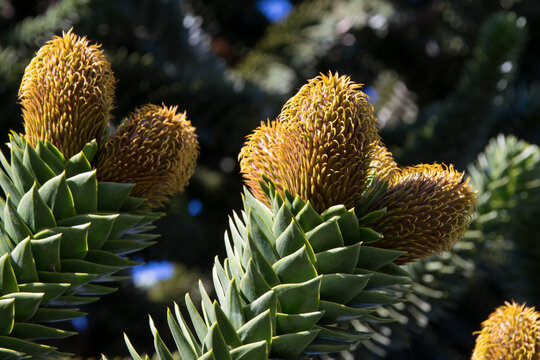 Araukarie (Araucaria araucana), Zweige mit Zapfen