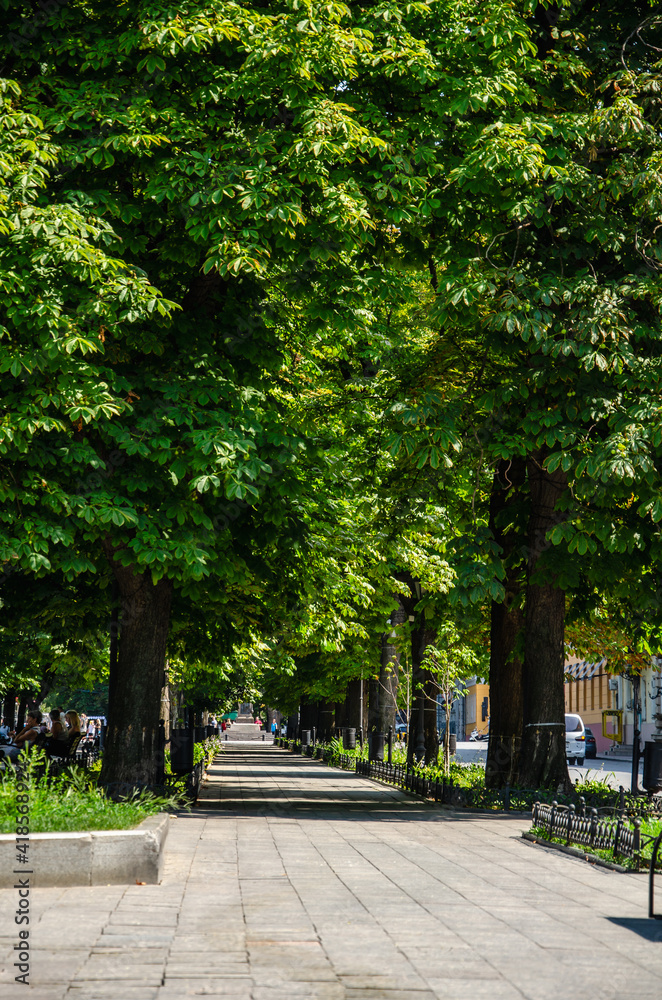 Wall mural park alley with green trees in city