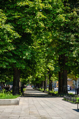 Park alley with green trees in city