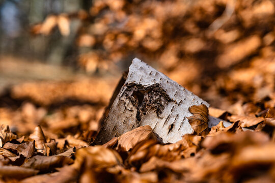 Birkenrinde im Herbstlaub