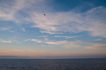 Picturesque sky with flying seagulls