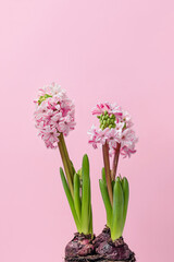 spring hyacinth flowers in buds, minimalistic composition on a delicate pink background. copy space