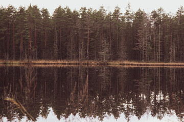 reflection of trees in the water