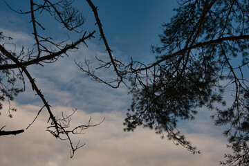 Top pine branches with needles and old withered gnarled tree branches in backlight against a bokeh background of a blue cloudy sky.