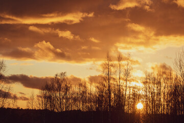 Fototapeta premium sunset in the field