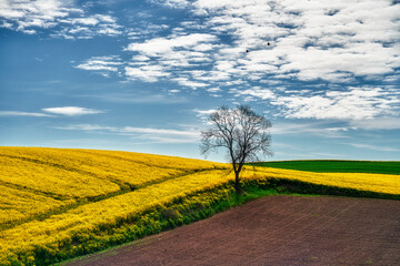 Obraz premium The rural landscape, the picture shows a view of the flowering rapeseed, Poland around Sztum