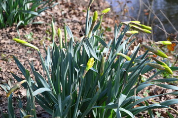 Narzissen mit Knospen