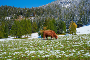 Horned Highland cattle graze on green meadow, Dolomites, Italy	