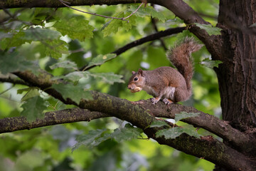 Gray squirrel eats a peanut perched on a tree branch