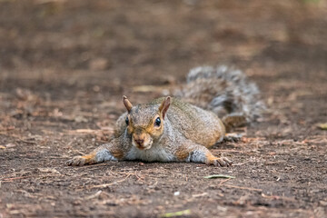 Gray squirrel refreshes himself lying on the ground