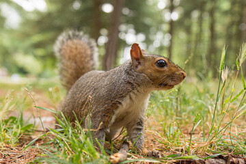 Portrait of gray squirrel in the forest