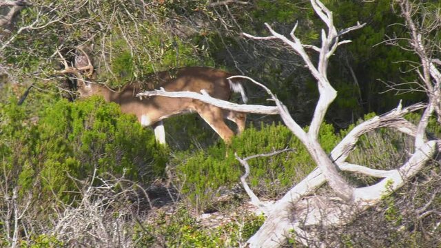 Whitetail buck deer rubs some pine branches then walks