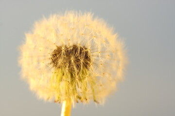 White dandelion against the blue sky
