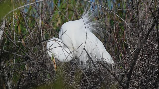 Great egret bird building it's nest
