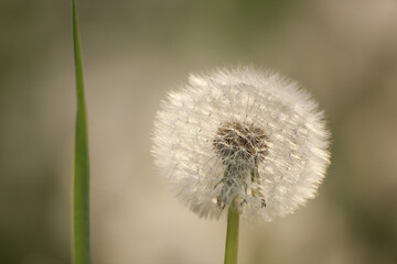 White dandelion in the field, close-up