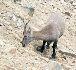A picture of a steinbock in italian alps