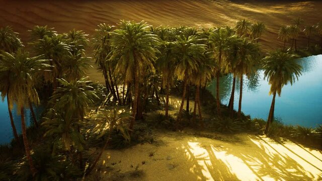 Oasis in hot Sahara Desert