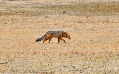 Culpeo (Andean) fox, Patagonia National Park, Aysen, Patagonia, Chile