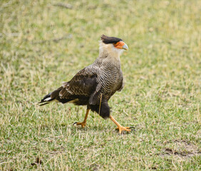Southern caracara (Caracara plancus), Patagonia National Park, Aysen, Patagonia, Chile