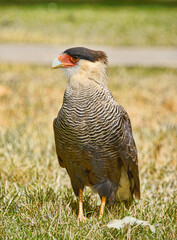 Southern caracara (Caracara plancus), Patagonia National Park, Aysen, Patagonia, Chile