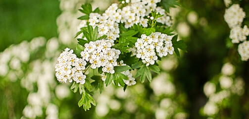 Lovely delicate cherry blossom in warm spring weather for background