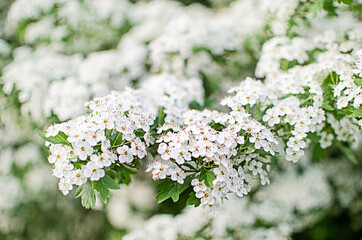 Lovely delicate cherry blossom in warm spring weather for background