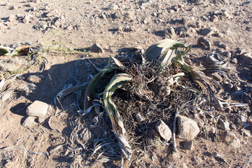 The wonderful plant Welwitschia mirabilis