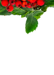 Berries and leaves of hawthorn (Crataegus), also known as quickthorn, thornapple, May-tree, whitethorn or hawberry isolated on a white background.