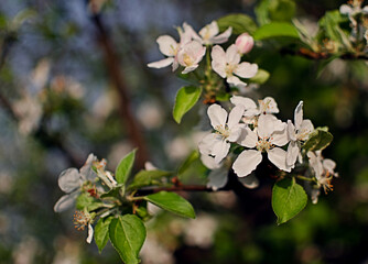 Gentle pink apple blossom on a spring branch outdoors
