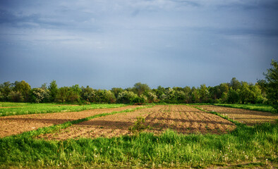 Fototapeta na wymiar Boundless field with green grass for a good rest