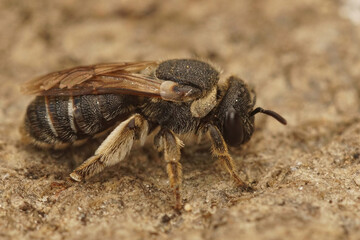 Closeup of a not so common solitary bee, Pseudapis diversipes from Southern France