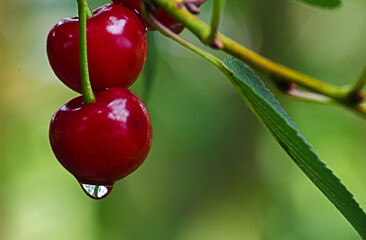 cherries, red and ripe cherries for healthy eating with vitamins and making juice