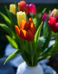 A bouquet of colourful tulip flowers with green leaves on sunny spring day.