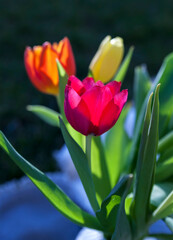 A bouquet of colourful tulip flowers with green leaves on sunny spring day.