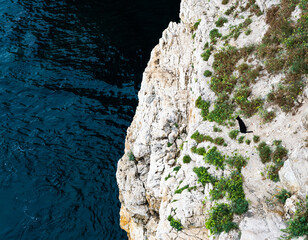 A cat lies down on a cliff overlooking the sea in Polignano a Mare, Puglia, Italy