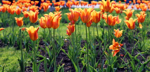 red and yellow tulips