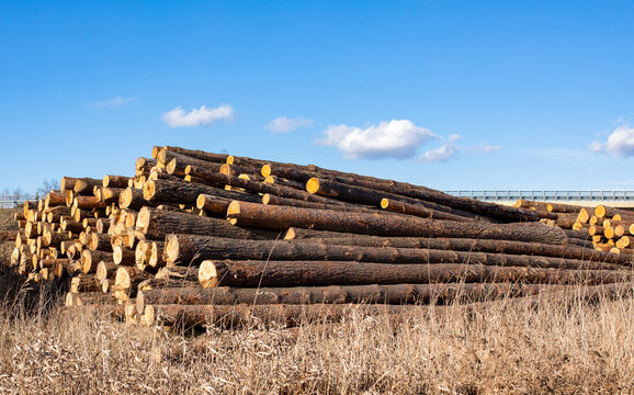 Felled tree trunks on a pile, after the passage of the storm and the clearing of windbreaks.