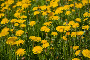 Yellow dandelions blooming in the meadow