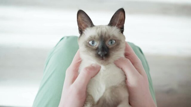 man stroking a domestic cat. siamese thai cat