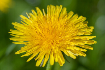 Dandelion, Taraxacum officinale, in flower, close-up
