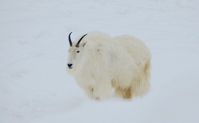 Rocky Mountain goats in winter - photo taken in a wildlife safari of Quebec, Canada
