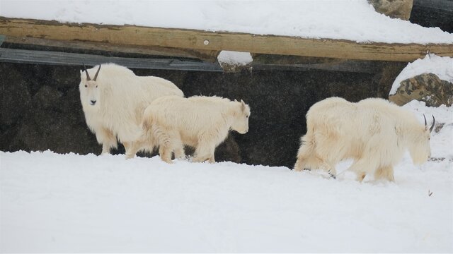 Rocky Mountain goats in winter - photo taken in a wildlife safari of Quebec, Canada
