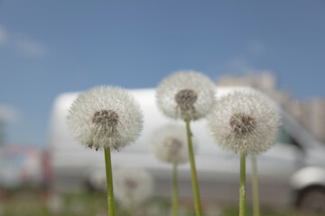 White dandelions against the blue sky
