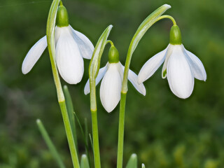 Close-up of three snowdrops in a meadow