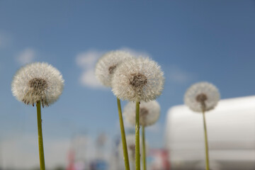 White dandelions against the blue sky
