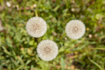 White dandelions in the field