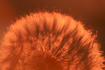 white dandelion at sunset, close-up