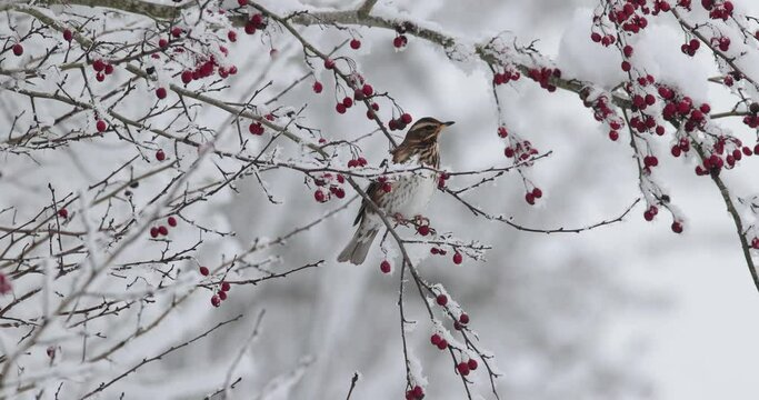 grive mauvis (Turdus iliacus) mangeant et une baie en hiver et s'envolant