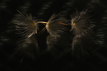 Dandelion seeds on a black background